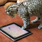 cat-ipad-game