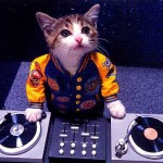 Αυτά τα γατάκια είναι σίγουρα καλύτεροι DJs από σένα