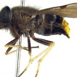 The-Scaptia