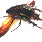 cybug