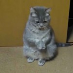 classic-movie-cats