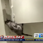 cat-refrigerator