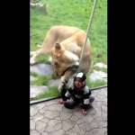 hungry lioness at zoo