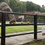 elephant-euro-2012
