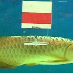 fish-euro-2012