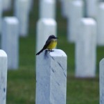 130221171758-cemetery-headstones-story-top