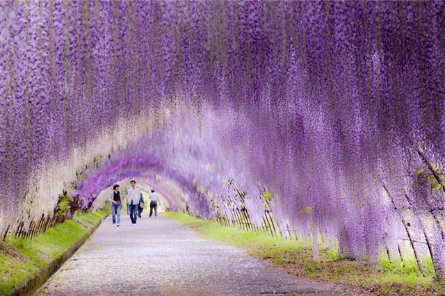 Wisteria Flower Tunnel in Japan2