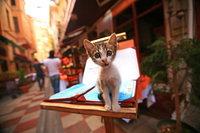 cat on the menu