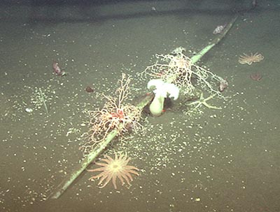 marine-life-living-near-an-undersea-submarine-communications-cable