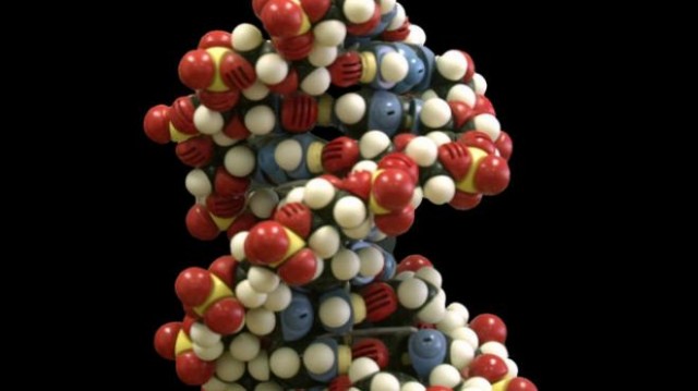 DNA beads