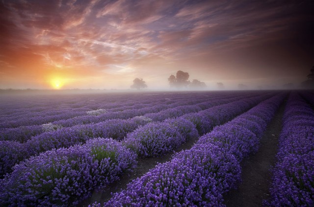 Lavender Fields, UK and France