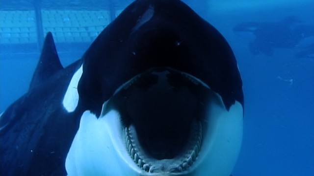 blackfish_2