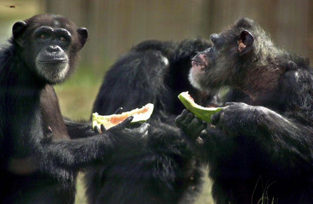 chimps-with-watermelon