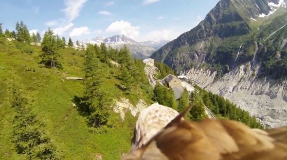eagle_camera