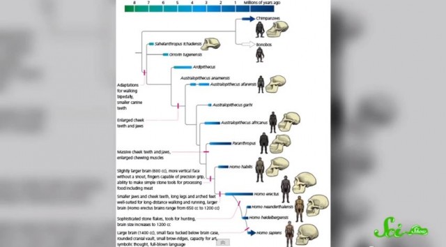 human_evolution_schematics