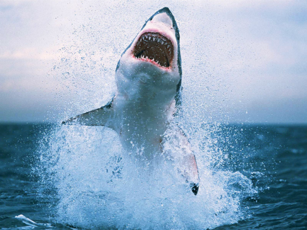 twitter shark attacks