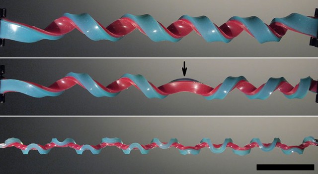 hemihelix-1