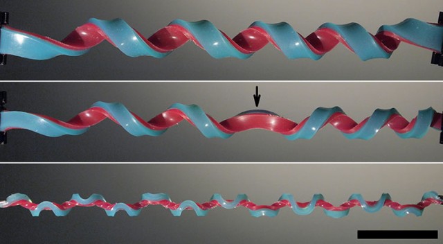 hemihelix-1