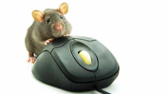stupid-mouse