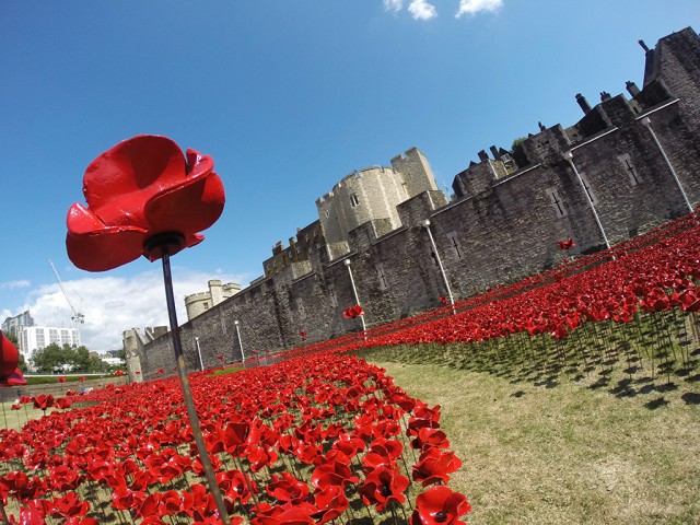 poppies-5