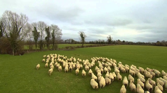 Sheep Drone