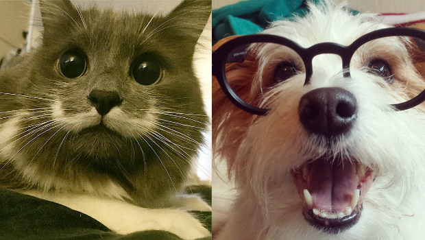 pets with most instagram followers 2015