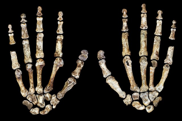 Homo Naledi hands