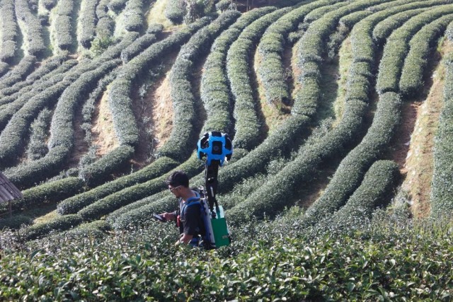 2000_Tea_Plantation_in_Ang_Khang_Royal_project