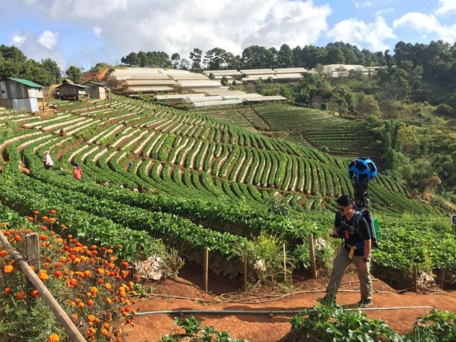 Strawberry_field_in_Ang_Khang_Royal_project