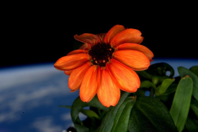 zinnia