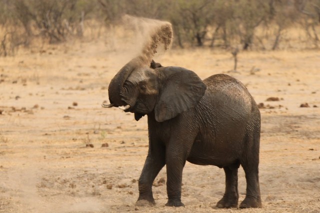 A young elephant throws sand at a dry drinking hole in Hwange National Park in Zimbabwe, September 29, 2015. REUTERS/Philimon Bulawayo - RTX2CLW8