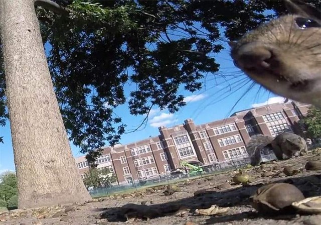 squirrel-steals-gopro-pov-1