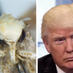 Neopalpa-donaldtrumpi
