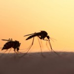 mosquitos