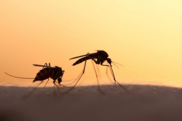 mosquitos