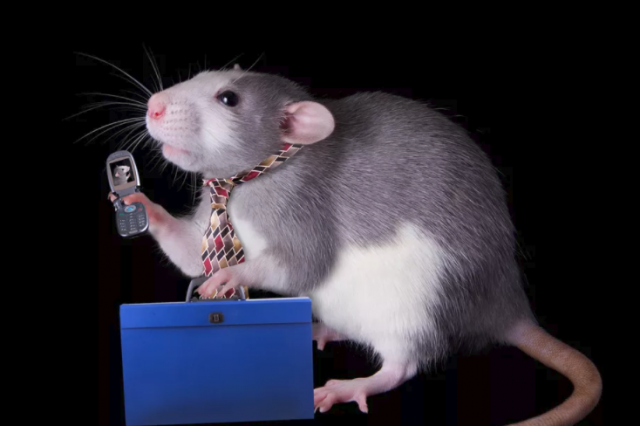 rats