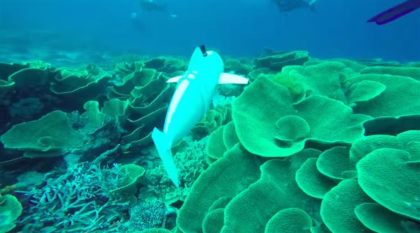 mit-robotic-sofi-fish-3d-printed-parts-future-underwater-observation-2