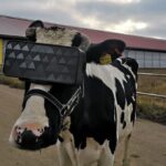 cow-vr